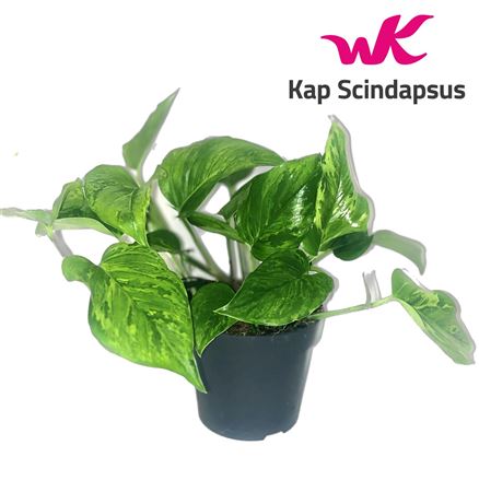 Epipremnum Marble Green