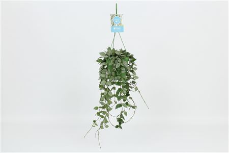 Hangongreen Hoya Krohniana Eskimo