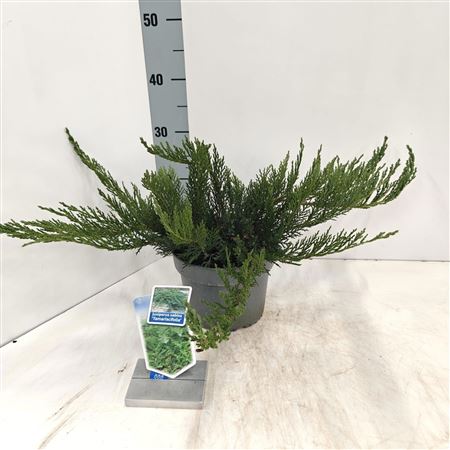 Можжевельник Sabina Tamariscifolia