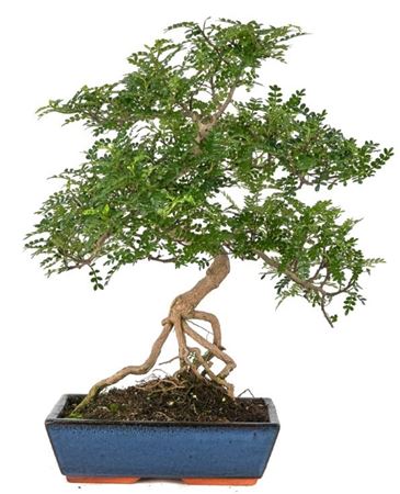 Bonsai Zanthoxylum Piperitum S-shape (indo