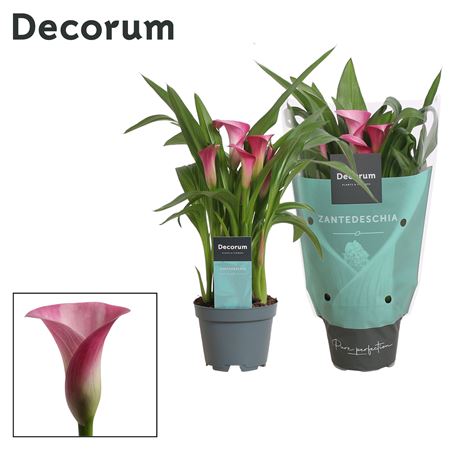 Zantedeschia Pink (decorum)