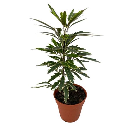 Schefflera Elegantissima Bianca