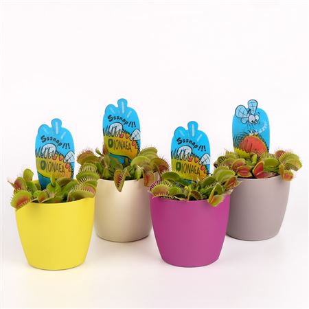 Dionaea Muscipula In Sierpot