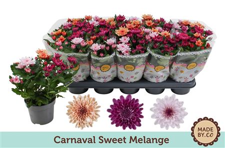 Chrys Carnaval Sweet Melange