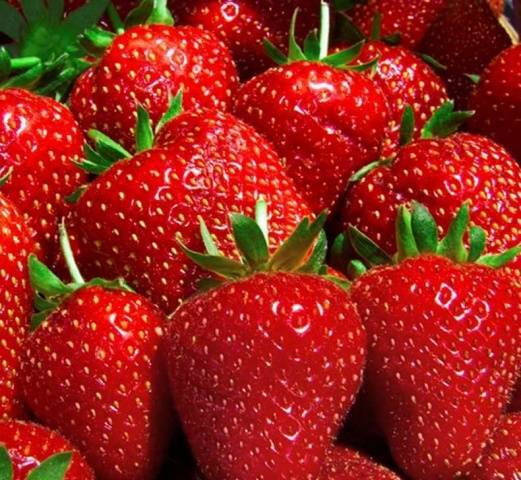 Земляника Берегиня