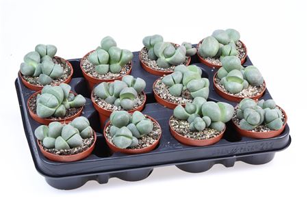 Pleiospilos Nellii
