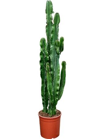 Euphorbia Erytrea (120-130)