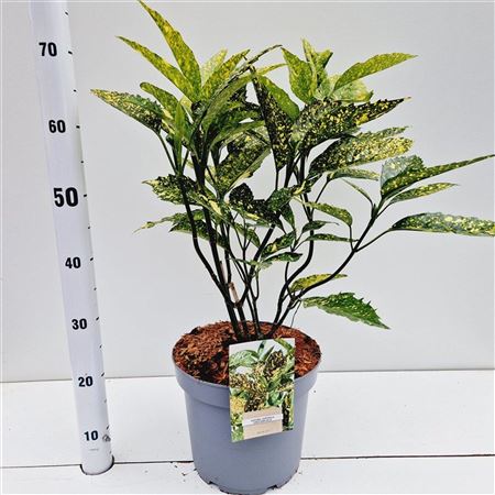 Aucuba Jap Crotonifolia