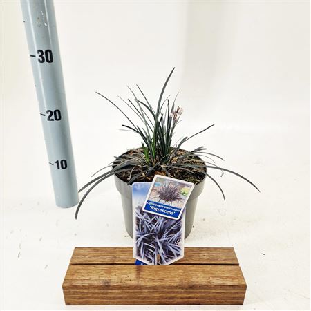 Ophiopogon Plan Niger