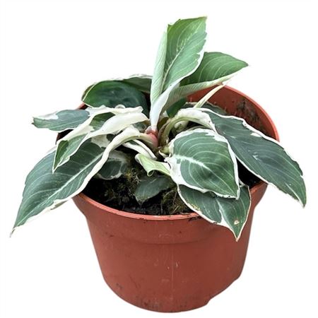 Homalomena Wallisii Camouflage Variegata