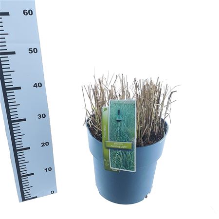 Miscanthus Sin Morning Light