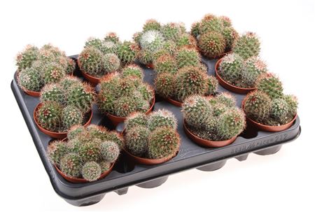 Mammillaria Ernestii Red