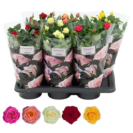 Rosa Palace Mix