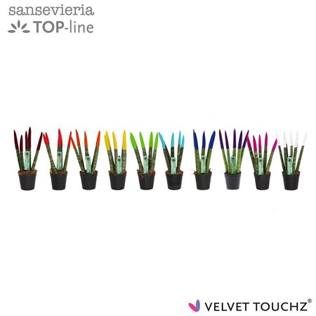 Sansevieria Cylindrica Spaghetti Velvet Touchz®