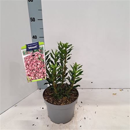 Kalmia Lat Minuet