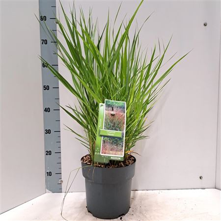 Panicum Virgatum Squaw