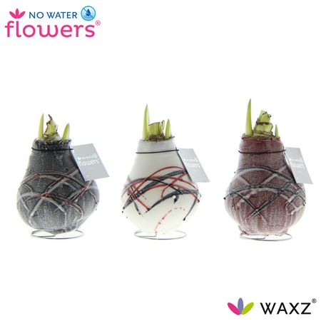 Hipp Wax Art Van Gogh Mix