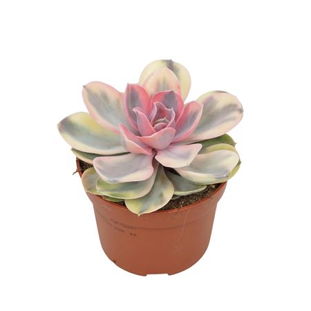 Echeveria Rainbow 10,5 Cm
