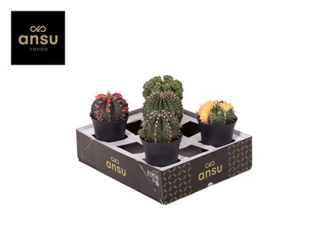 Cactus Exclusive Mix Xl