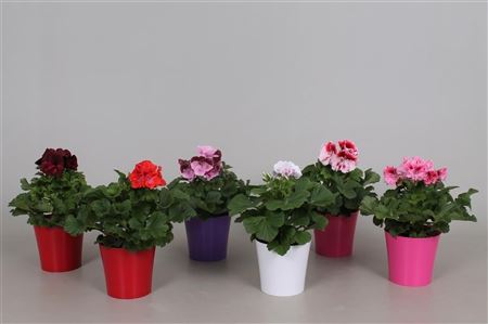 Pelargonium Grandi Mix In Pot Ton Sur Ton
