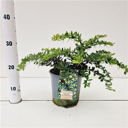 Berberis Frikartii Amstelveen