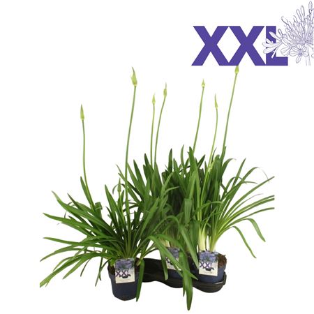 Agapanthus Blue 5pp