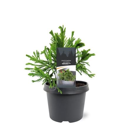 Cryptomeria Jap Serama