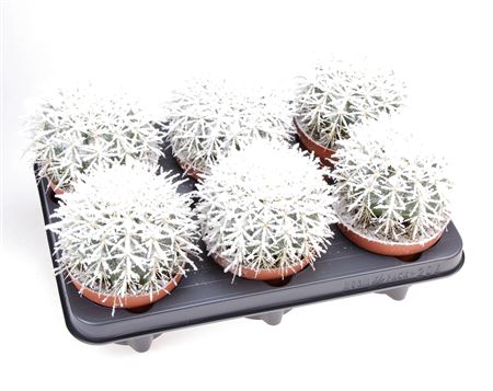 Echeveria Grusonii Snow