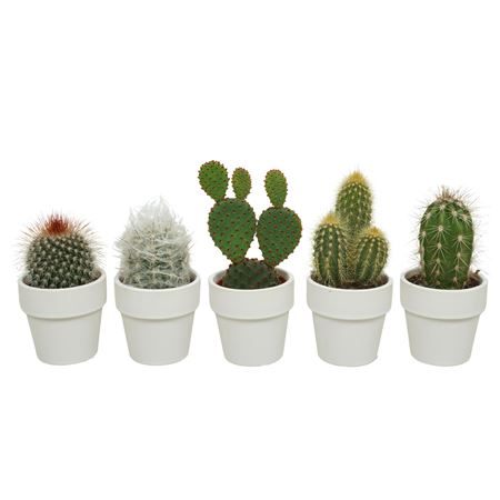 Cactus Mix Cm In Witte Pot