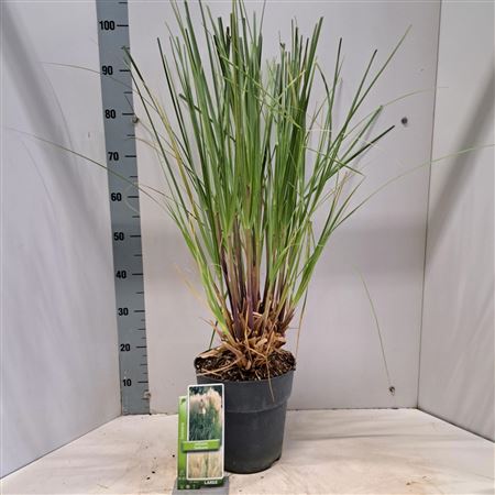 Cortaderia Sell Citaro