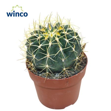 Ferocactus Schwarzii