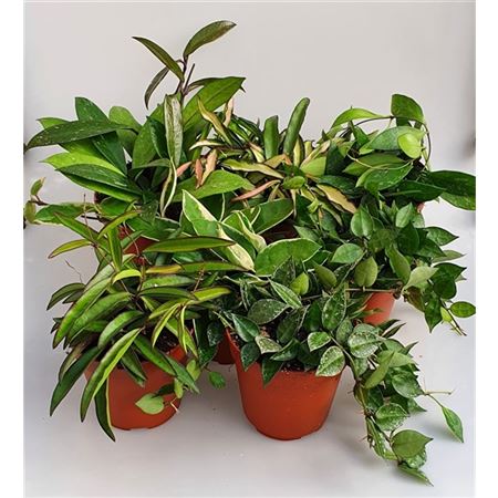 Hoya Carnosa Mix