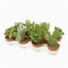 Опунция Микс