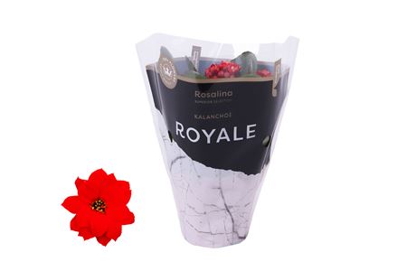 Kal Ros Royale Red