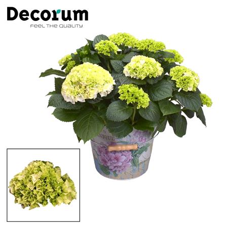 Hydrangea Boll White 7+ In Bucket (decorum)