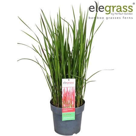 Imperata Cylindrica Red Baron