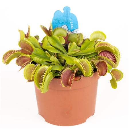 Dionaea Muscipula
