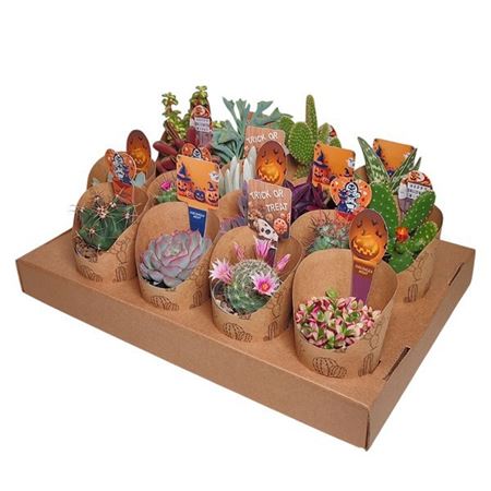 Cactus Succulent Mix Potcover