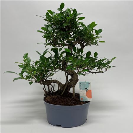Ficus Retusa S-shape Bonsai