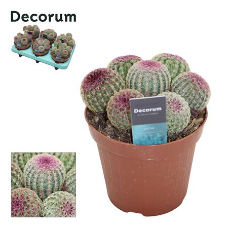 Echinocereus Rubrispinus