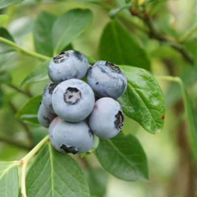 Голубика высокорослая Дюк