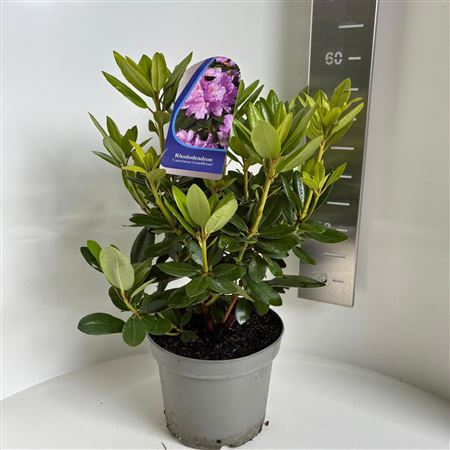 Rhododendron Catawbiense Grandiflorum