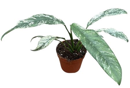 Epipremnum Giganteum Marble Variegata