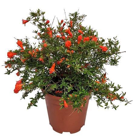 Punica Granatum Bush