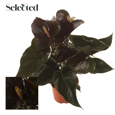 Anth An Paris Black 4+ (selected)