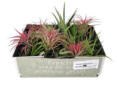 Tillandsia Mix