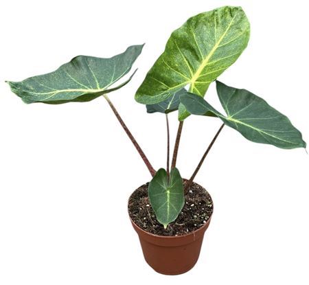 Alocasia New Guinea Gold P17