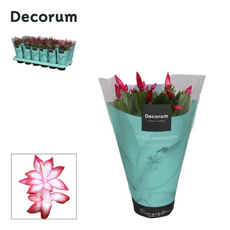 Schlumbergera Red Exotic Sleeve (decorum)