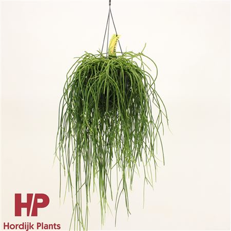 Rhipsalis Baccifera Shaferi Hanging Pot