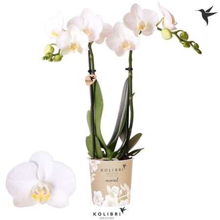 Phal Little Kolibri 2st Amabilis 22+ (ok)